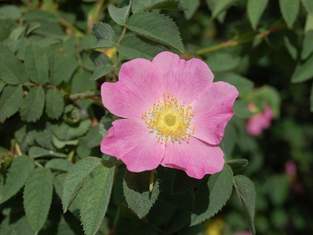 Rosa tomentosa (Rosaceae)